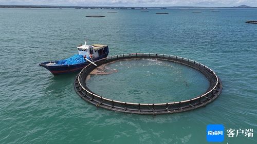 闖出精彩 臨高漁民敢闖敢試，向深海養殖進軍